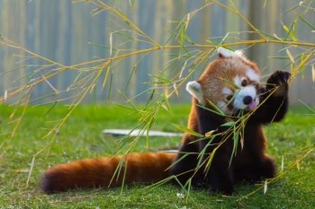 The panda red or lesser panda (Ailurus fulgens)