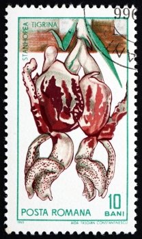 ROMANIA - CIRCA 1965: a stamp printed in the Romania shows Stanhopea, Stanhope Orchid, Plant, circa 1965