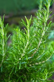 a aromatic rosemary plant in the garden