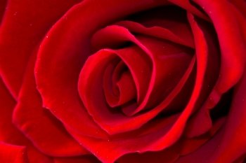 beautiful close up red rose 
