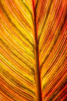 Red brown leaf texture showing all nerves; Chloroplast giving color to leaf and used for photosynthesis.