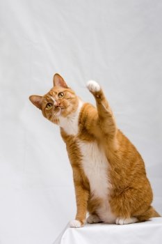 Cute orange cat sitting on white table with one paw up trying to hit something, isolated on white