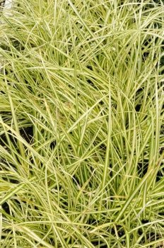 Carex oshimensis variety Evergold, decorative plant in the garden