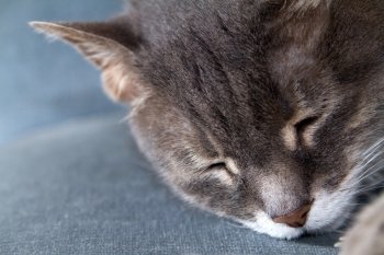 very cute close-up of orange cat sleeping