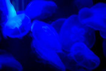 many beautiful blue moon jellyfish in aquarium