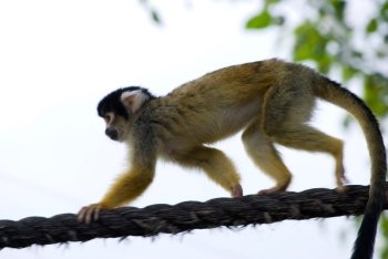 little cute monkeys playing on a tree in zoo