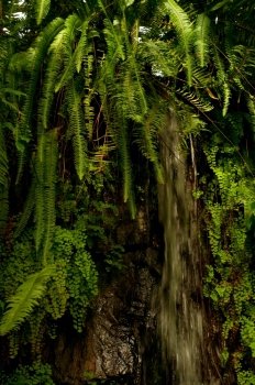 Waterfall in Dense Tropical Rain Forest With Ferns and Plants