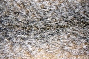 Background of lynx fur closeup