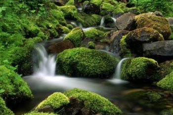 Beautiful stream in mountain. Green grass cover stones