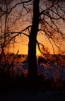 Sunrise /sunset with frost tree by the lake