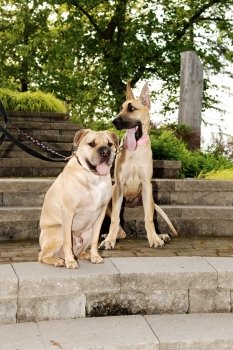 Two beautiful dog’s, a sharpei and a great dane sitting together on the
steps in a park.
