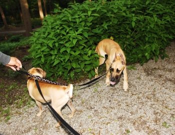 A sharpei dog and a Great Dane dog playing in the park on the leash.