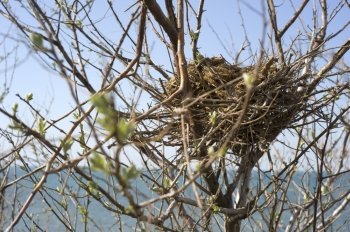 Bird nest on tree in front of the sea