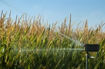 Watering the corn plantation. Irrigation close up