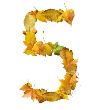 Number five made of autumn leaves. White isolated