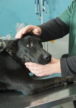 Black Dog in a veterinary office