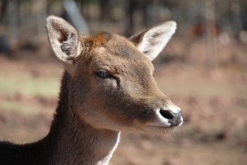 Fallow deer in profile