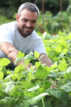 Smiling man picking peppers