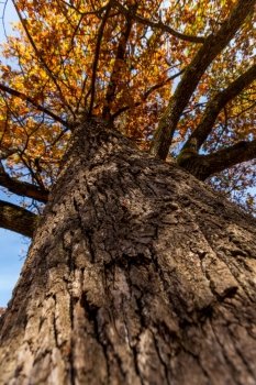 Oak tree trunk. Autumn oak tree trunk against blue sky