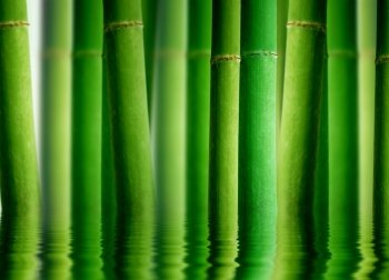 High resolution graphic of a bamboo forest with water reflection. 