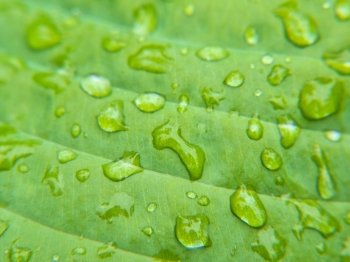 Closeup of small water drops on leaf