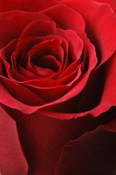 Red rose. Single red rose, closeup shot, isolated on white background