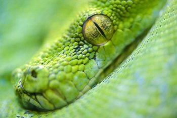 Animals: extreme close-up portrait of green tree python, selective focus, shallow depth of field