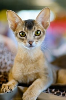 Abyssinian cat portrait. Animals: close-up portrait of young abyssinian cat
