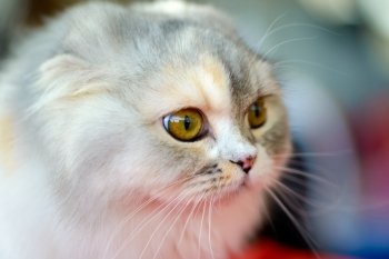 Animals: close-up portrait of Scottish Fold kitten, blurred background