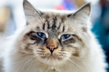 Animals: close-up portrait of blue-eyed Ragamuffin cat, looking at camera, blurred background