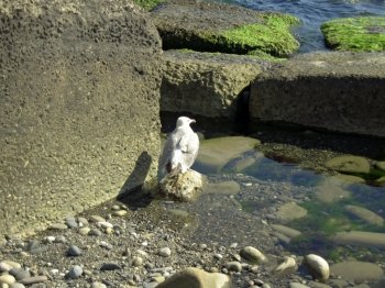 Alone seagull on the seashore summertime
