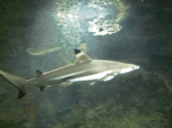 Shark moving underwater between the rocks near the bottom