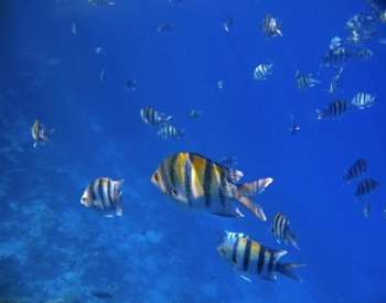 Tropical exotic fishes underwater. The Red sea