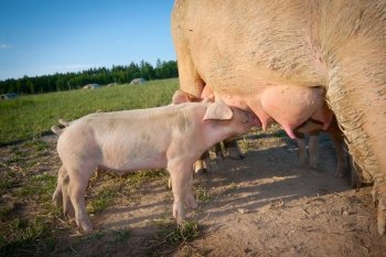 Small pigs feeding on mother