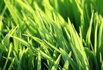 fresh green grass and sunlight background close up
