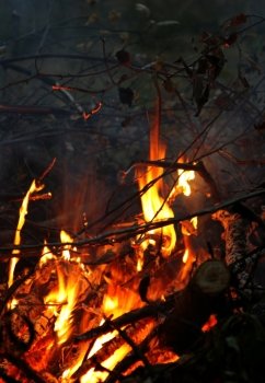branches burning in the fire