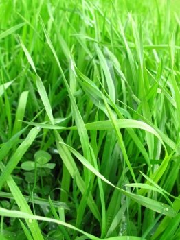 close-up of fresh green grass background                                   