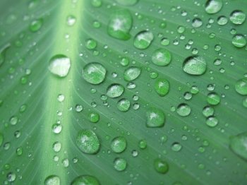 close-up of green leaf with water drops                               
