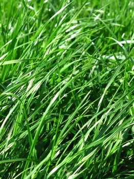 close up of fresh green grass background                               