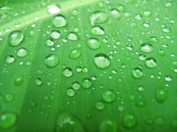 close-up of green leaf with water drops