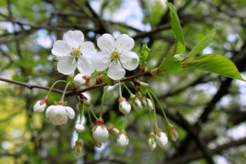 branch of blossoming tree with white flowers