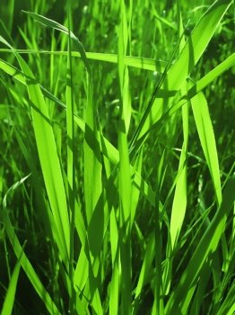 closeup of fresh green grass in sunlight                    