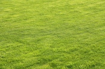 Natural green lawn background