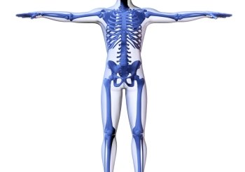 Skeleton of the man. 3D the image of a man’s skeleton under a transparent skin