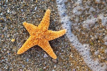 Starfish on sea coast. A wet shell rock