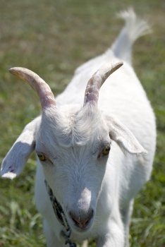 Goat. A young goat scratching at itself behind an ear a hoof