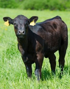 a black calf (meat breed) at a summer meadow