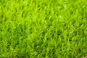 Detail background of green moss .