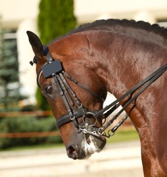 beautiful dressage horse