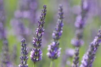 beautiful lavenders in a field 